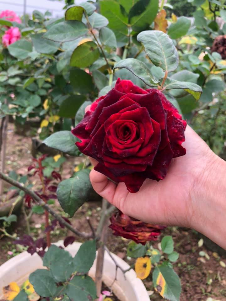 Hoa hồng đen Black Magic ( Dark Night) rose
