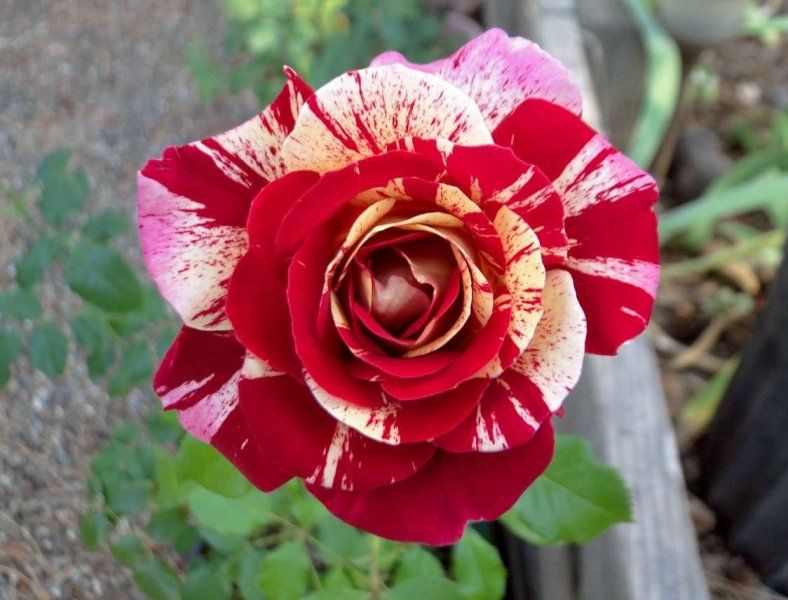 Hoa hồng Pháp màu sọc tuyệt đẹp- All American Magic rose