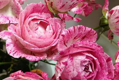Hoa hồng nhập ngoại Lady Candle Rose – Những viên kẹo dâu ngọt ngào