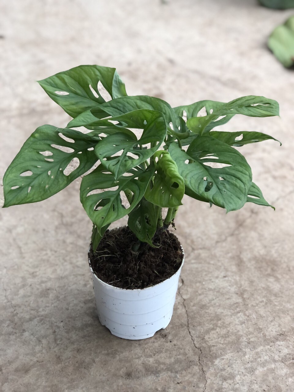 Trầu bà lá lỗ (Philodendron Monstera Adansonii)