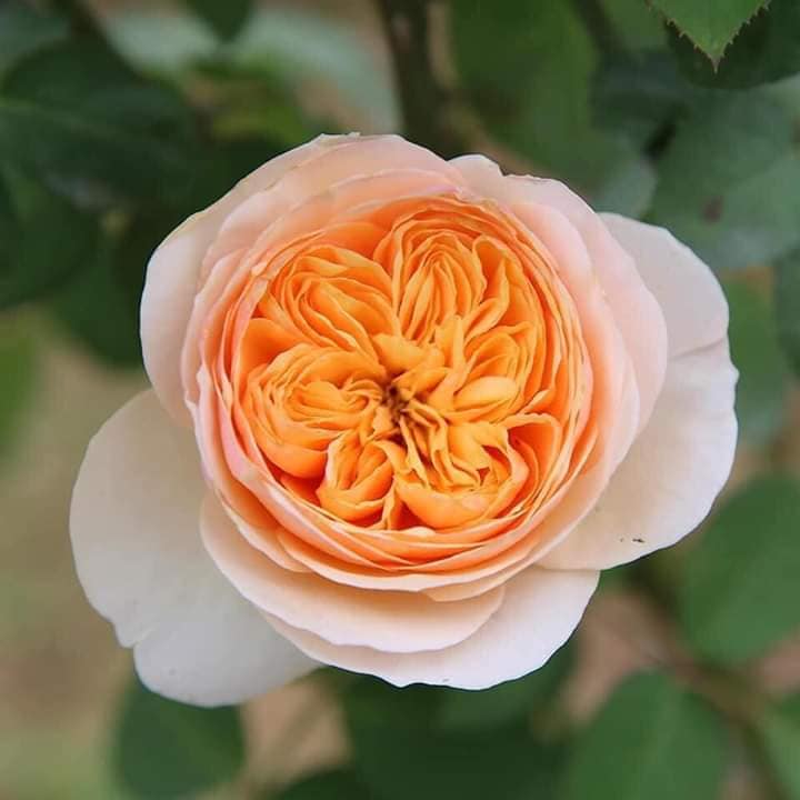 Hoa hồng triệu đô Juliet rose – Hoa hồng cắt cành David Austin vàng cam đẹp nhất