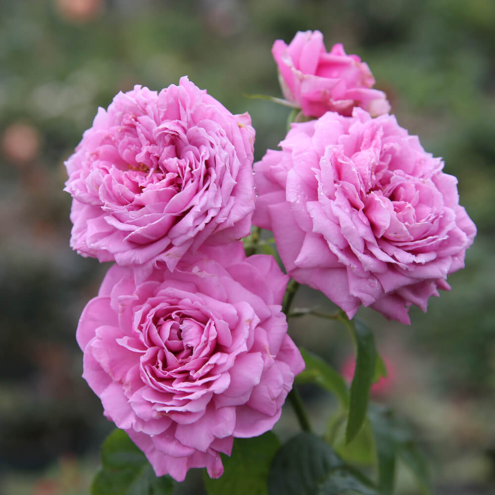 Hoa hồng ngoại tím Blue Sky - hoa hồng tím lavender