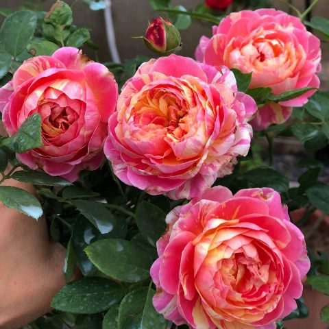Hoa hồng ngoại Claude Monet - hoa hồng Mỹ màu sọc đẹp nhất.