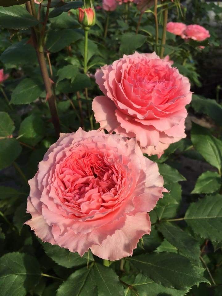 Hoa hồng ngoại Corail Gelee rose – Hoa hồng Nhật cá hồi đẹp nhất
