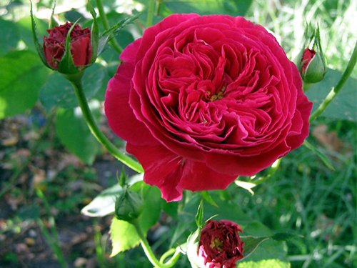 Hoa hồng William Shakespeare 2000