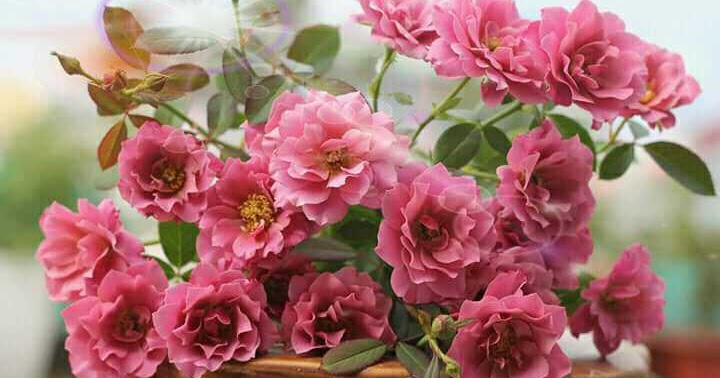 Hoa hồng Nhật Aoi Rose – Vẻ đẹp tuyệt vời !