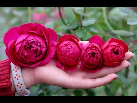 Hoa hồng nhập ngoại Autumn Rouge – Màu đỏ tím quý phái, hoa thơm quyến rũ