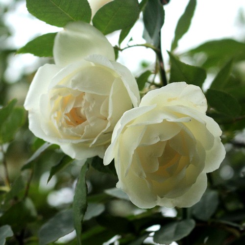 Hoa hồng bạch hoa