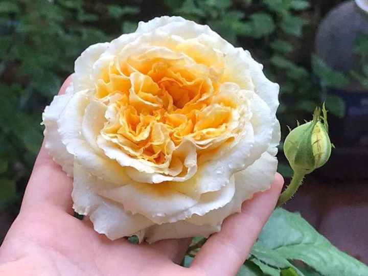 Hoa hồng ngoại Beatrice Rose – Hoa hồng cắt cành David Austin vàng đẹp nhất