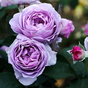 Hoa hồng ngoại Blue Storm – Hoa hồng Nhật tím xanh đẹp nhất
