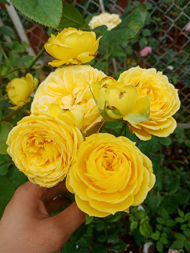 Hoa hồng ngoại Catalia màu vàng chanh tuyệt đẹp