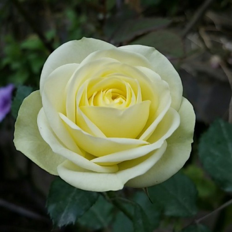 Hoa hồng Pháp xanh bơ xinh đẹp Creamy Eden Rose