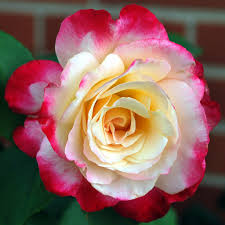 Hoa hồng ngoại màu song hỉ thơm ngọt ngào Double delight rose