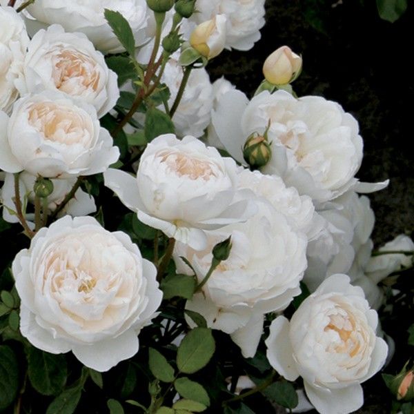 Hoa hồng ngooại Glamis Catle trắng thuần khiết