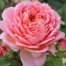 Hoa hồng ngoại Jubilee celerbration - Hoa hồng David Austin cá hồi tuyệt đẹp