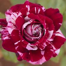 Hoa hồng ngoại nhập Julio Rose – Hoa đỏ sọc đẹp tuyệt mỹ