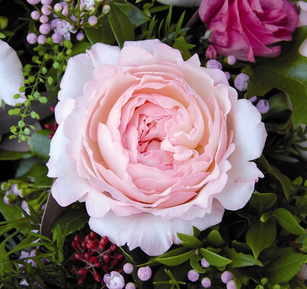 Hoa hồng ngoại Keira