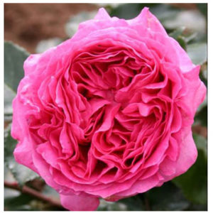 Hoa hồng nhập ngoại Bernadette Lafont rose
