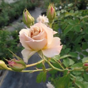 Hoa hồng Nhật Iori rose màu nâu coffe dẹp nhất