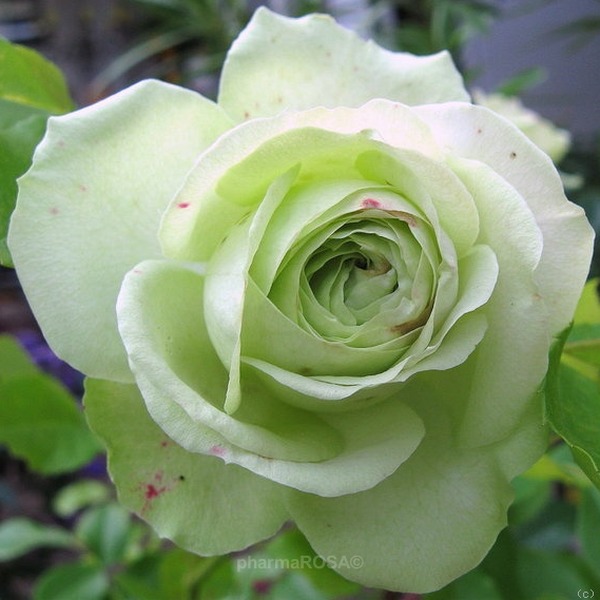 Hoa hồng ngoại màu xanh cốm Lovely Green Rose