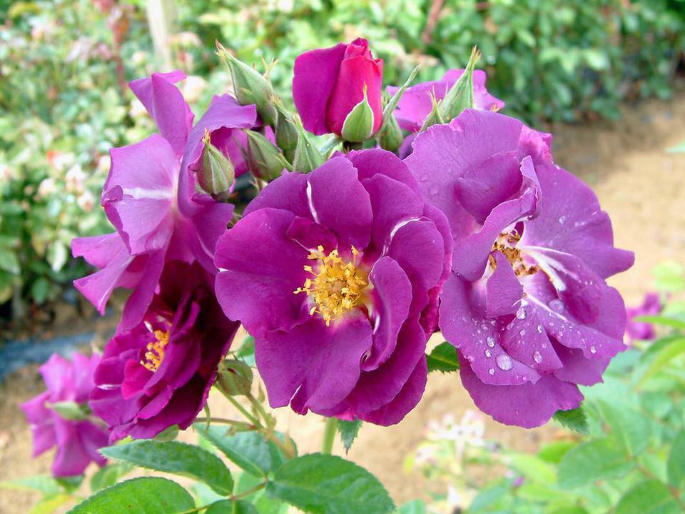 Hoa hồng Midnight blue