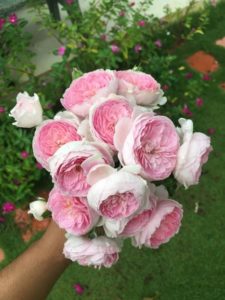 Mon Couer rose - hoa hồng đẹp xứ Nhật Bản