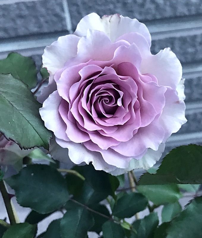 Hoa hồng ngoại màu tím khói New Wave Rose