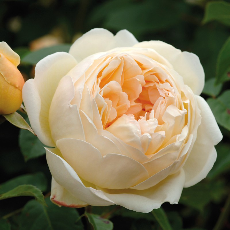 Hoa hồng Jude The Obscure rose – Top hồng David Austin đẹp nhất