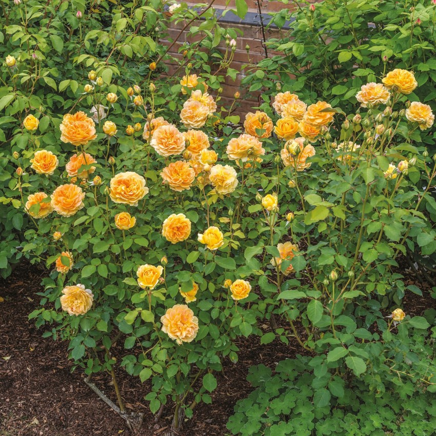 Hoa hồng ngoại Molineux rose