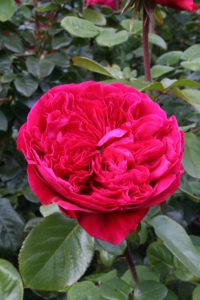 Hoa hồng ngoại Rouge Royal Rose – Bông hồng Pháp bông to, thơm nức mũi