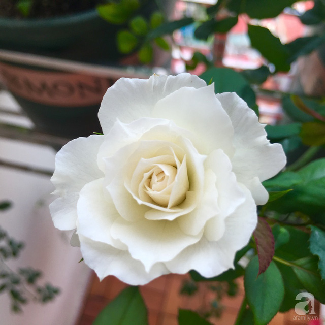 Hoa hồng Nhật màu trắng tuyệt đẹp Shizuku Rose