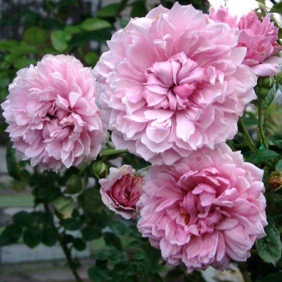 Hoa hồng ngoại Sister Elizabeth rose – Hoa hồng David Austin hình khuy áo