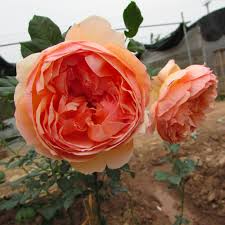 Hoa hồng ngoại Masora - hoa hồng Nhật vàng mơ đẹp nhất