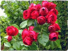 Hoa hồng leo red eden
