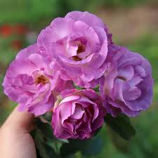 Hoa hồng ngoại sắc tím Blue For You Rose
