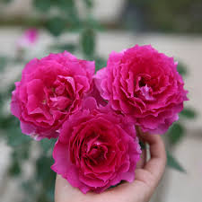 Hoa hồng ngoại Sheherazad rose
