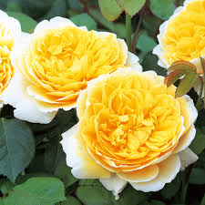 Hoa hồng ngọai Charlotte Rose