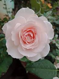 Hoa hồng Nhật Misaki Rose đẹp tuyệt trần