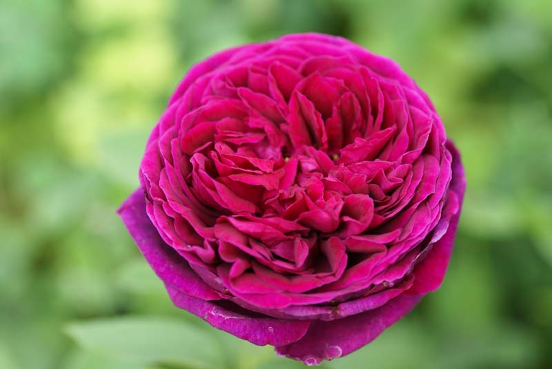 Hoa hồng The Prince rose – Hoa hồng David Austin màu tím đẹp nhất