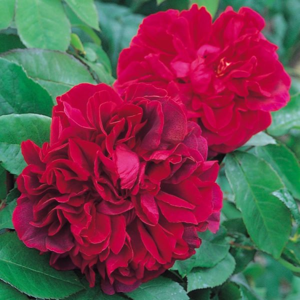 Hoa hồng ngoại Dark Lady rose