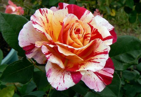 Hoa hồng sọc Maurice Utrillo